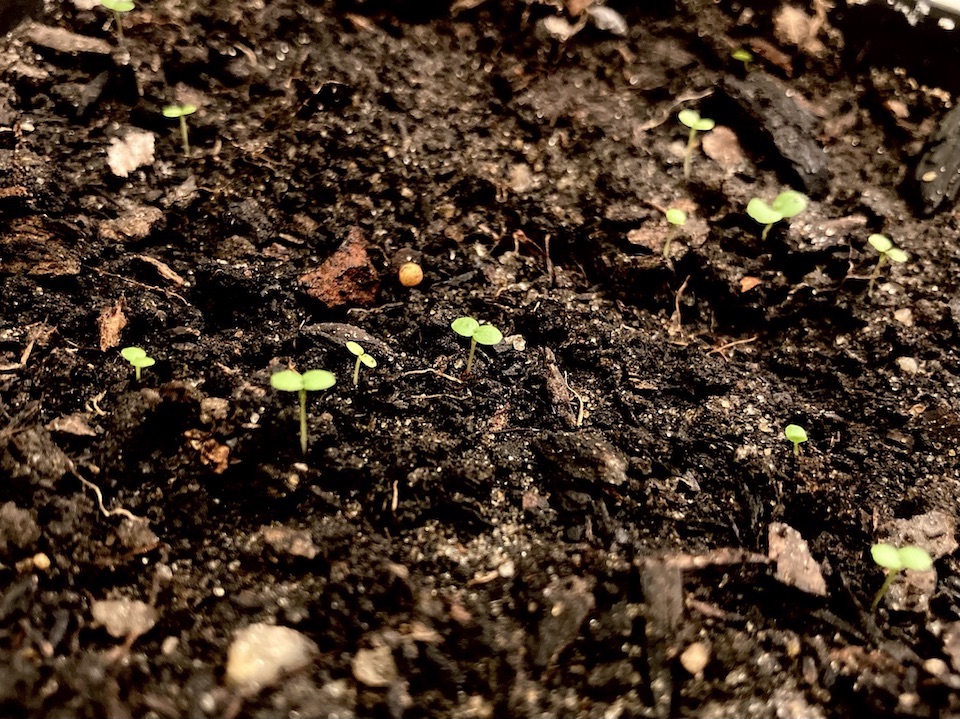 Small, pale green sprouts stretching out of a bed of dark, brown soil. At its top, each sprout branches into two, round, bright green leaves.